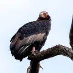 Red-headed Vulture (Sarcogyps calvus) @ Kanha National Park, India. Photo: Håvard Rosenlund