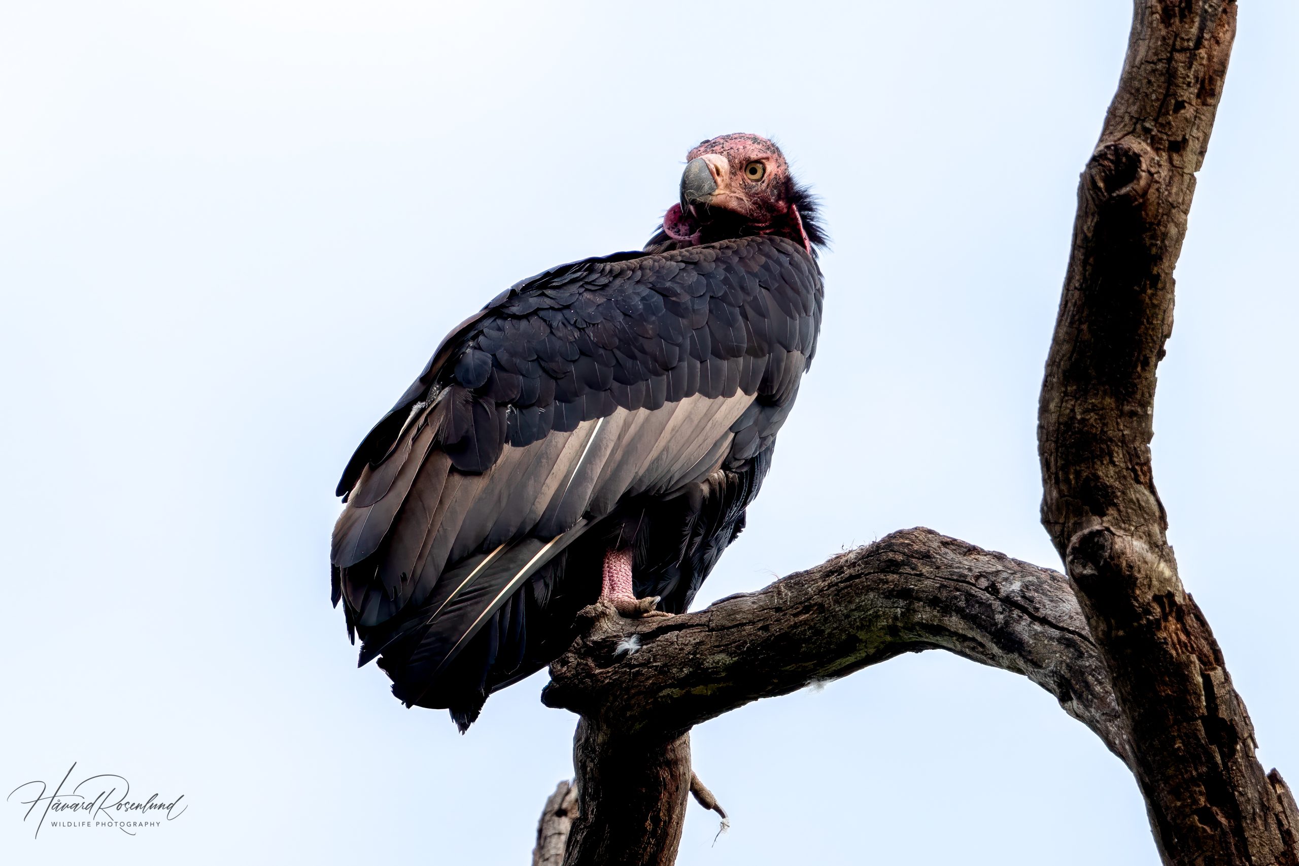 Rødhodegribb (Sarcogyps calvus) @ Kanha National Park, India. Foto: Håvard Rosenlund