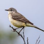 Grey-headed Wagtail (Motacilla flava thunbergi) @ Fokstumyra Nature Reserve, Norway. Photo: Håvard Rosenlund