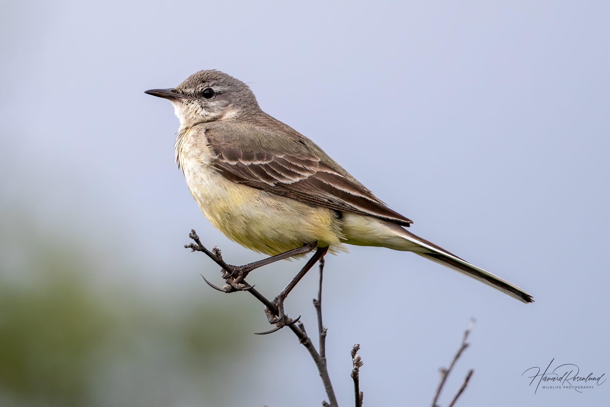 Såerle (Motacilla flava thunbergi) @ Fokstumyra Naturreservat. Foto: Håvard Rosenlund