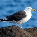 Great Black-backed Gull (Larus marinus) @ Lista, Norway. Photo: Håvard Rosenlund