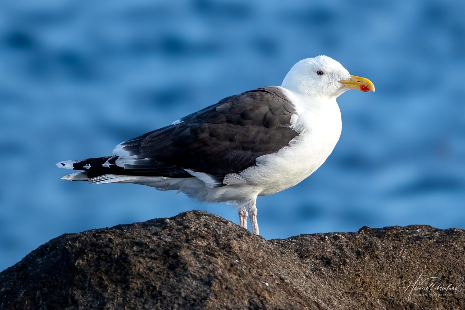 Great Black-backed Gull (Larus marinus) @ Lista, Norway. Photo: Håvard Rosenlund