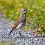 Northern Wheatear (Oenanthe oenanthe) @ Fornebu, Norway. Photo: Håvard Rosenlund
