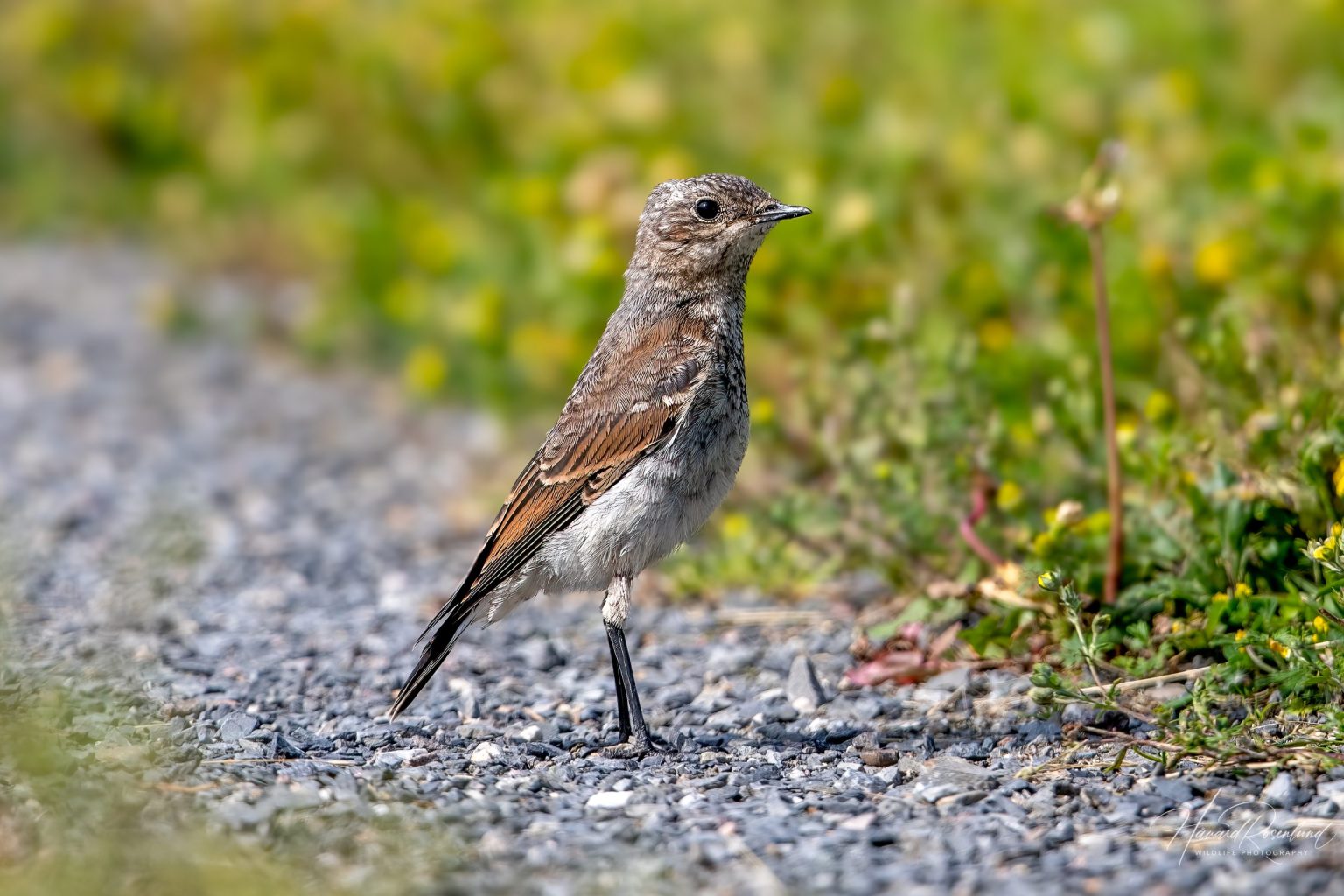 Northern Wheatear (Oenanthe oenanthe) @ Fornebu, Norway. Photo: Håvard Rosenlund