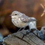 Northern Wheatear (Oenanthe oenanthe) @ Lista, Norway. Photo: Håvard Rosenlund