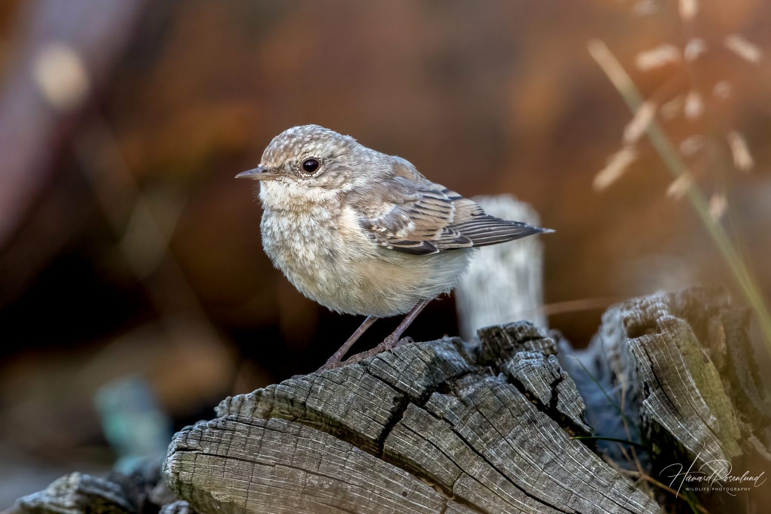 Northern Wheatear (Oenanthe oenanthe) @ Lista, Norway. Photo: Håvard Rosenlund