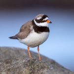 Common Ringed Plover (Charadrius hiaticula) @ Lista, Norway. Photo: Håvard Rosenlund