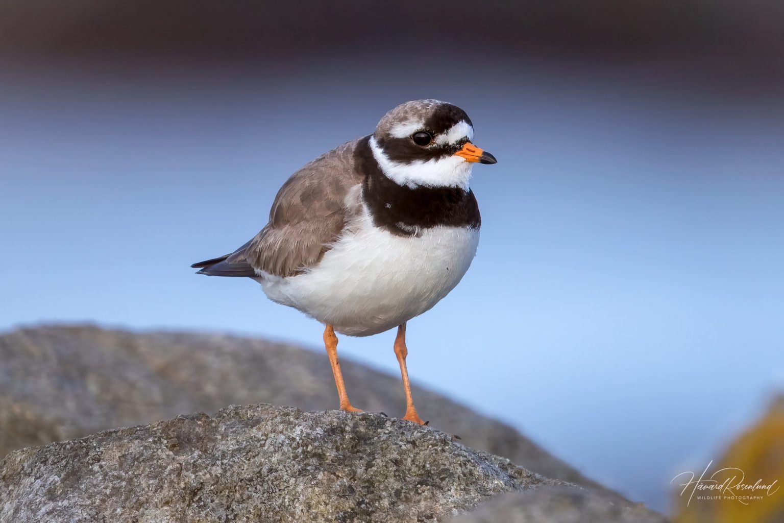 Common Ringed Plover (Charadrius hiaticula) @ Lista, Norway. Photo: Håvard Rosenlund