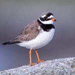 Common Ringed Plover (Charadrius hiaticula) @ Lista, Norway. Photo: Håvard Rosenlund