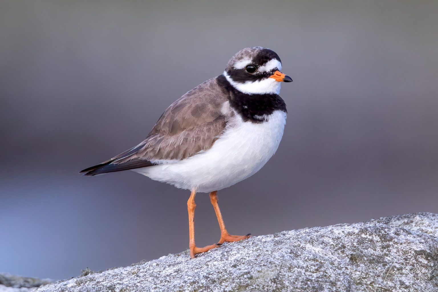 Common Ringed Plover (Charadrius hiaticula) @ Lista, Norway. Photo: Håvard Rosenlund