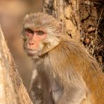 Rhesus Macaque (Macaca mulatta) @ Pench National Park, India. Photo: Håvard Rosenlund
