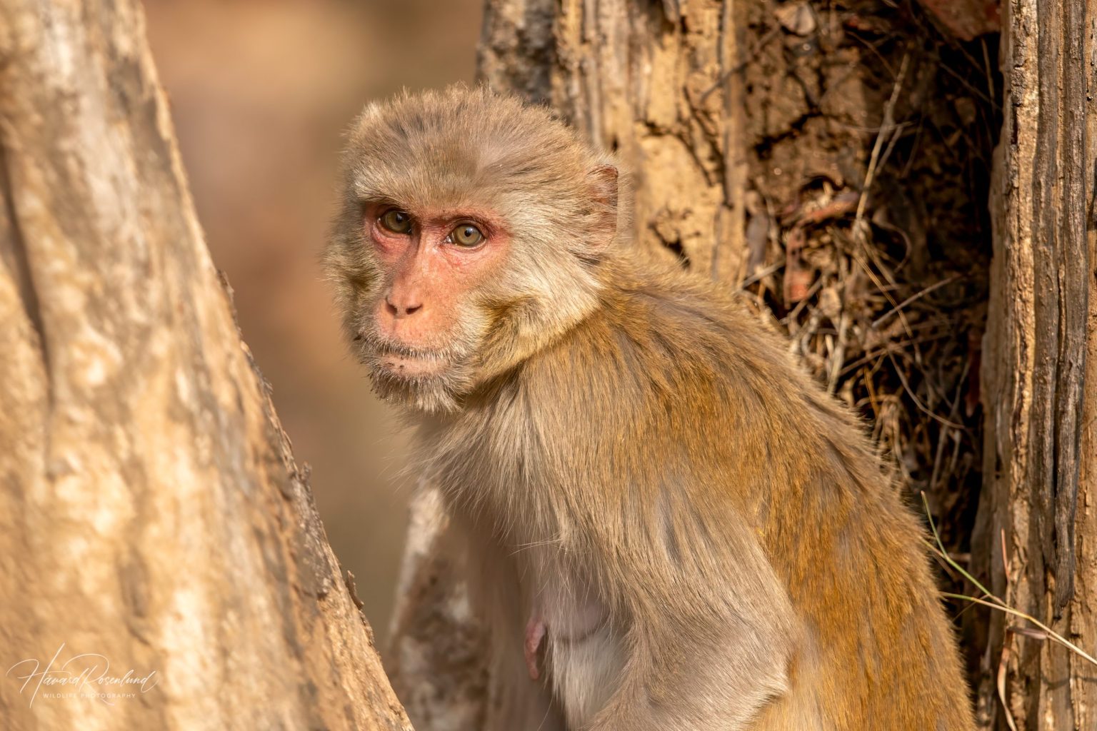 Rhesus Macaque (Macaca mulatta) @ Pench National Park, India. Photo: Håvard Rosenlund