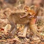 Rhesus Macaque (Macaca mulatta) @ Pench National Park, India. Photo: Håvard Rosenlund
