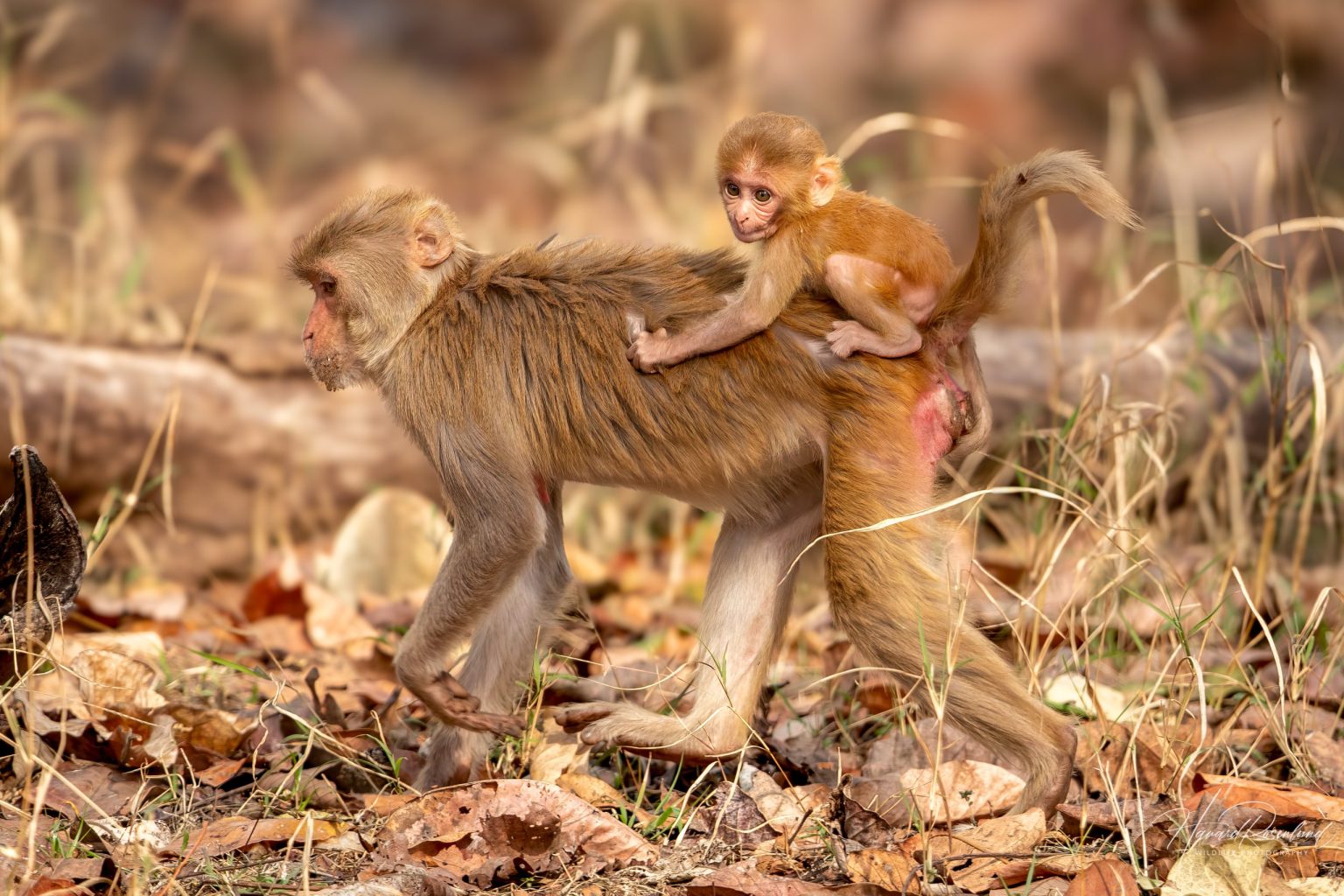 Rhesusape (Macaca mulatta) @ Pench National Park, India. Foto: Håvard Rosenlund