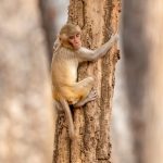 Rhesus Macaque (Macaca mulatta) @ Pench National Park, India. Photo: Håvard Rosenlund