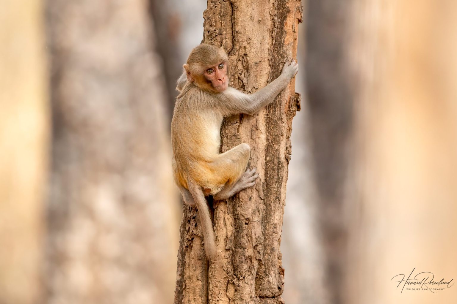 Rhesus Macaque (Macaca mulatta) @ Pench National Park, India. Photo: Håvard Rosenlund