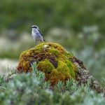 Northern Wheatear (Oenanthe oenanthe) @ Dovrefjell-Sunndalsfjella National Park, Norway. Photo: Håvard Rosenlund