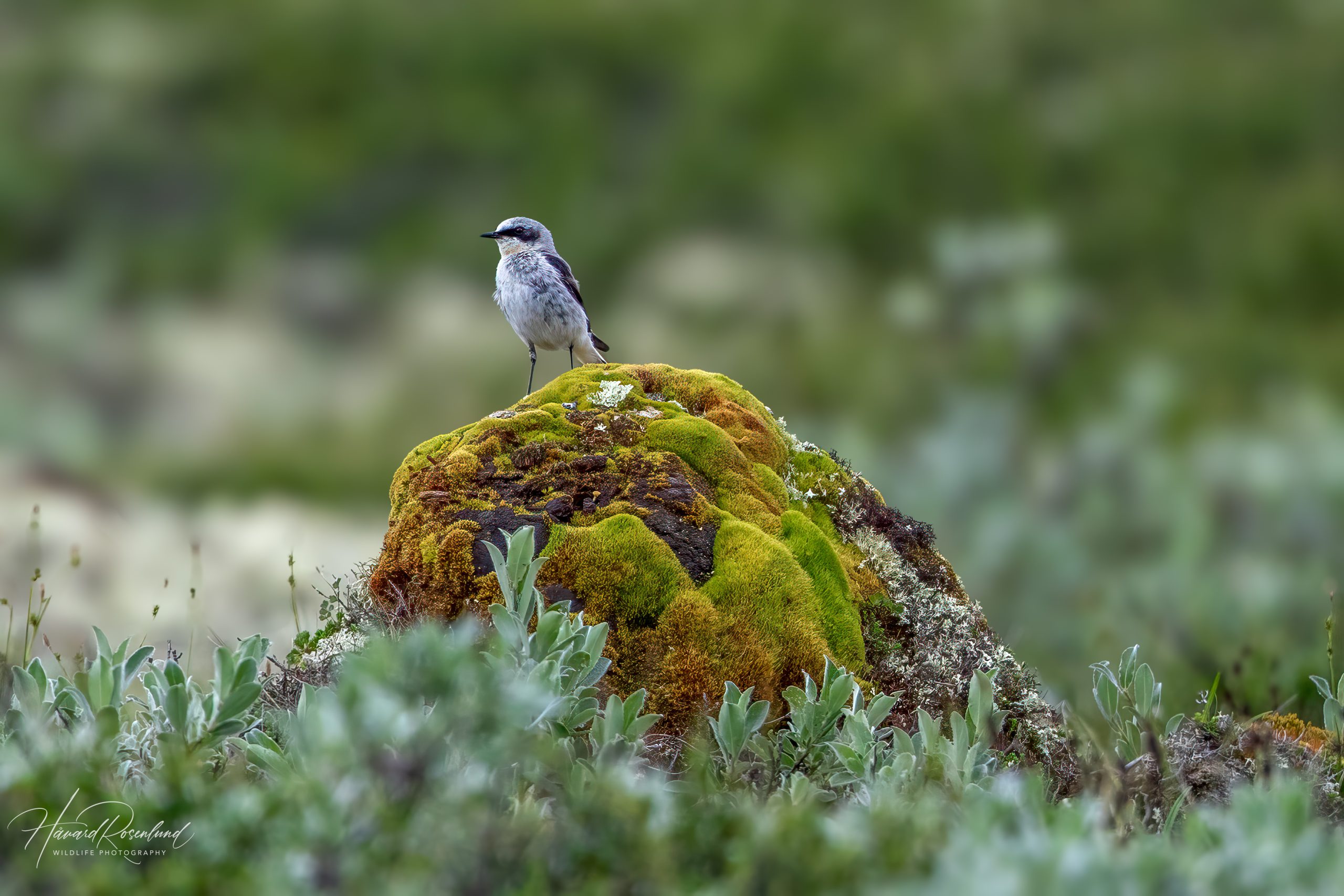 Steinskvett (Oenanthe oenanthe) @ Dovrefjell-Sunndalsfjella Nasjonalpark. Foto: Håvard Rosenlund