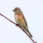 Common Linnet (Linaria cannabina) @ Fornebu, Norway. Photo: Håvard Rosenlund
