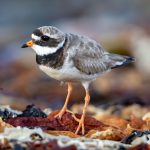 Common Ringed Plover (Charadrius hiaticula) @ Lista, Norway. Photo: Håvard Rosenlund