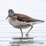 Common Greenshank (Tringa nebularia) @ Fornebu, Norway. Photo: Håvard Rosenlund