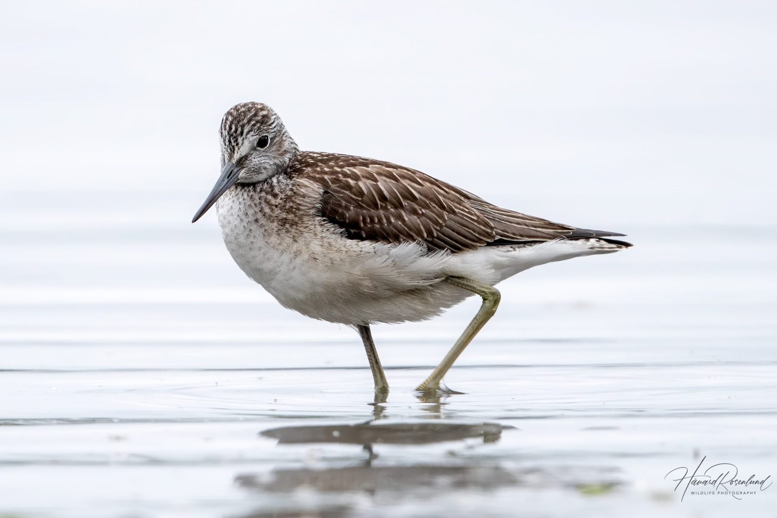 Common Greenshank (Tringa nebularia) @ Fornebu, Norway. Photo: Håvard Rosenlund