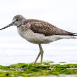 Common Greenshank (Tringa nebularia) @ Fornebu, Norway. Photo: Håvard Rosenlund