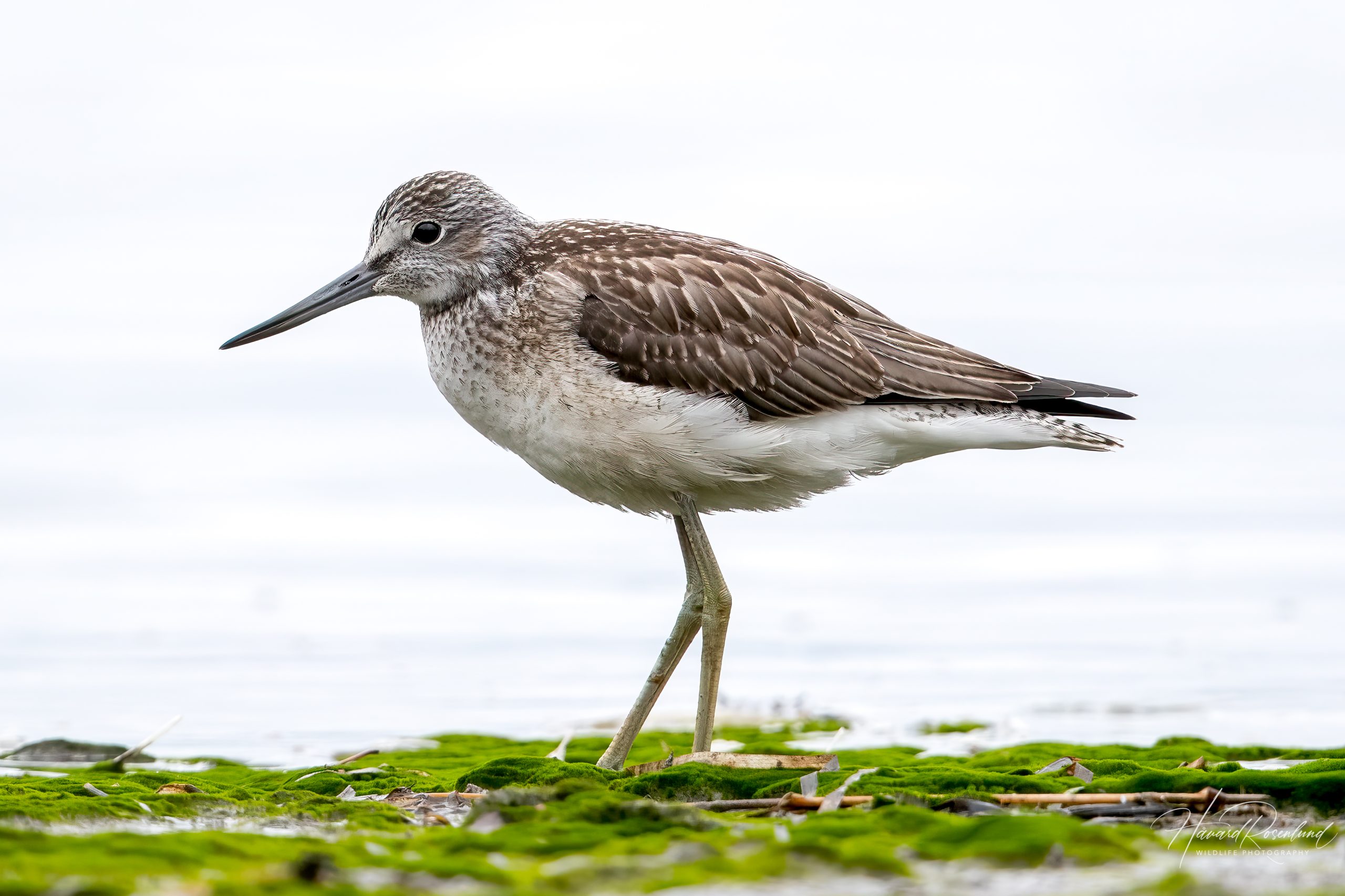 Gluttsnipe (Tringa nebularia) @ Fornebu. Foto: Håvard Rosenlund