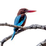 White-throated Kingfisher (Halcyon smyrnensis) @ Kanha National Park, India. Photo: Håvard Rosenlund