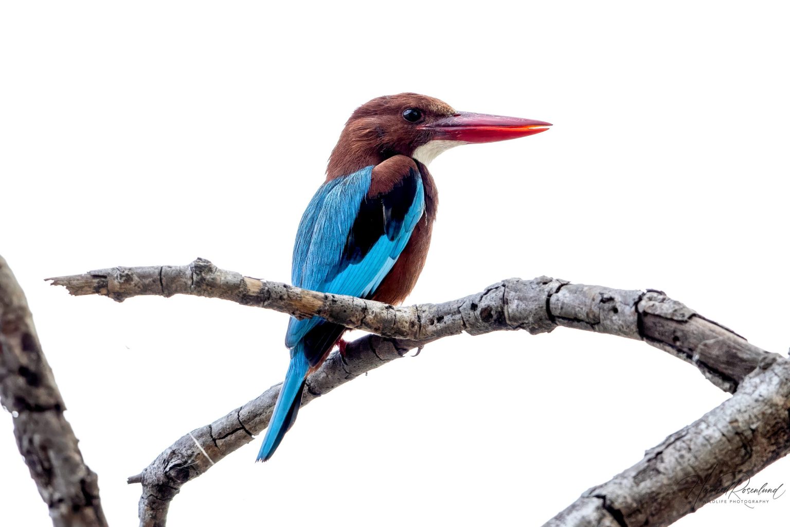 Kastanjeisfugl (Halcyon smyrnensis) @ Kanha National Park, India. Foto: Håvard Rosenlund