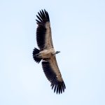 Indian Vulture (Gyps indicus) @ Pench National Park, India. Photo: Håvard Rosenlund