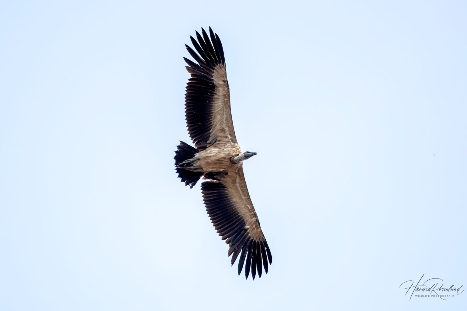 Indian Vulture (Gyps indicus) @ Pench National Park, India. Photo: Håvard Rosenlund