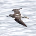 Common Greenshank (Tringa nebularia) @ Fornebu, Norway. Photo: Håvard Rosenlund
