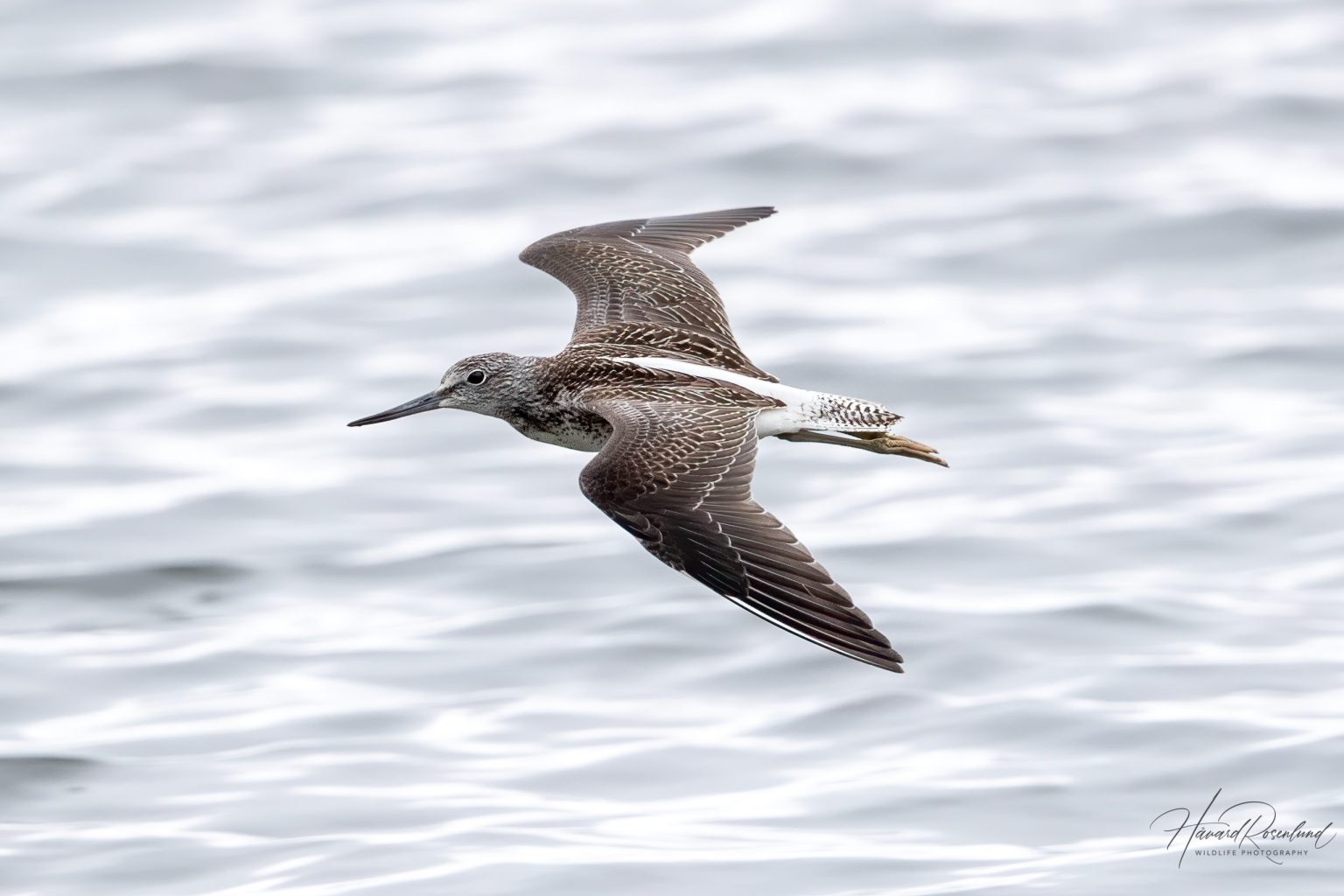 Common Greenshank (Tringa nebularia) @ Fornebu, Norway. Photo: Håvard Rosenlund