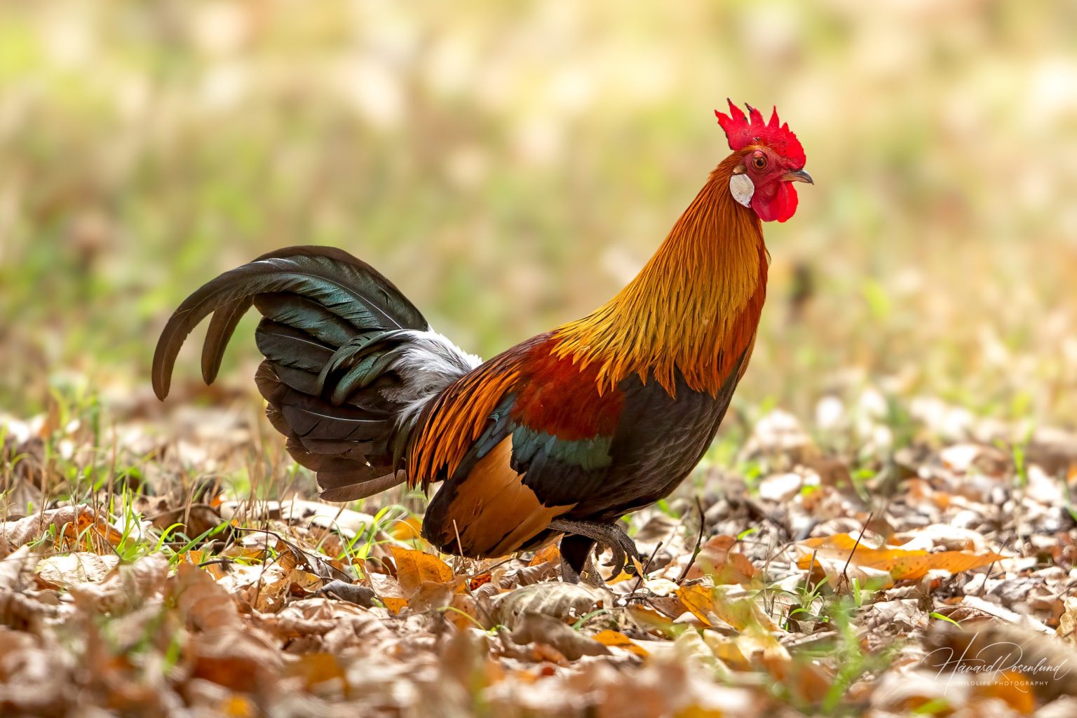 Red Junglefowl (Gallus gallus) @ Kanha National Park, India. Photo: Håvard Rosenlund