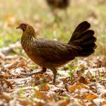 Red Junglefowl (Gallus gallus) @ Kanha National Park, India. Photo: Håvard Rosenlund