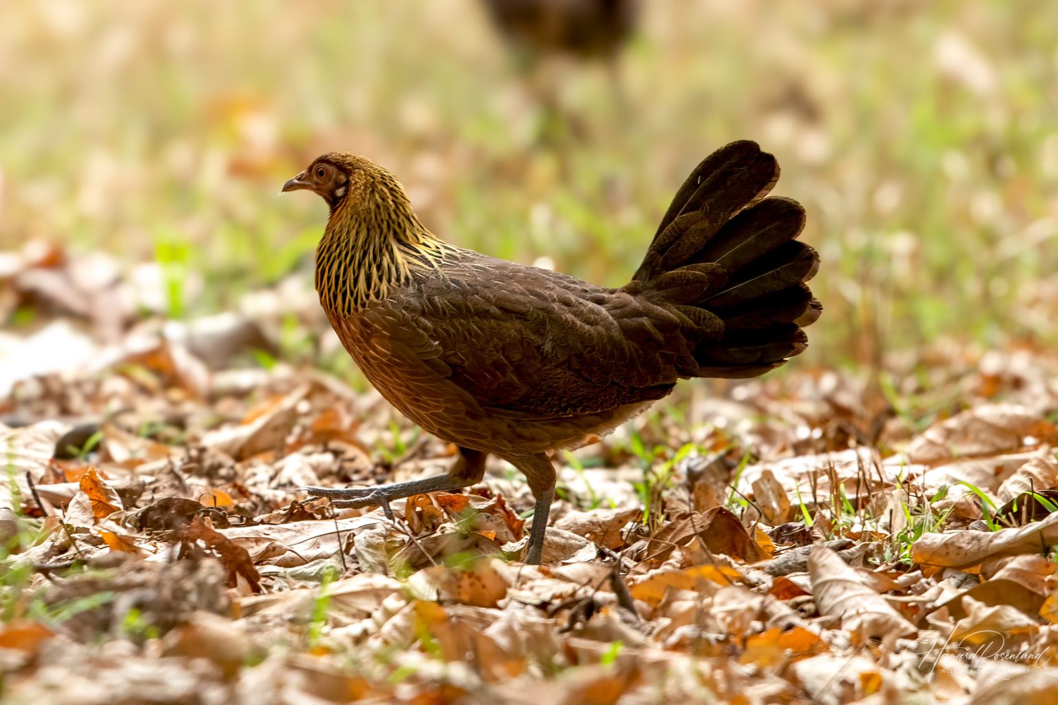 Red Junglefowl (Gallus gallus) @ Kanha National Park, India. Photo: Håvard Rosenlund