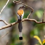 Rufous Treepie (Dendrocitta vagabunda) @ Pench National Park, India. Photo: Håvard Rosenlund