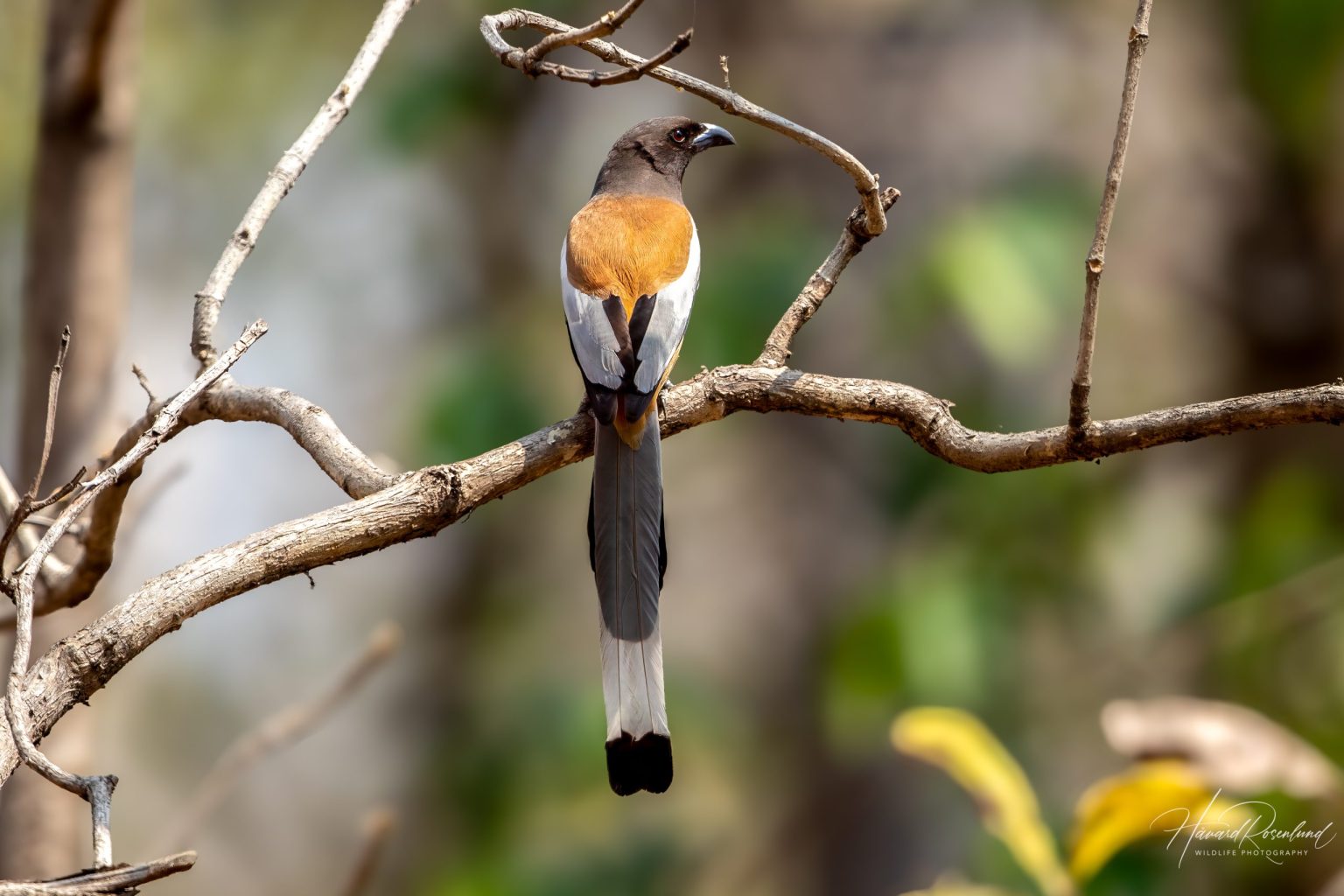 Rufous Treepie (Dendrocitta vagabunda) @ Pench National Park, India. Photo: Håvard Rosenlund