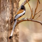 Rufous Treepie (Dendrocitta vagabunda) @ Pench National Park, India. Photo: Håvard Rosenlund