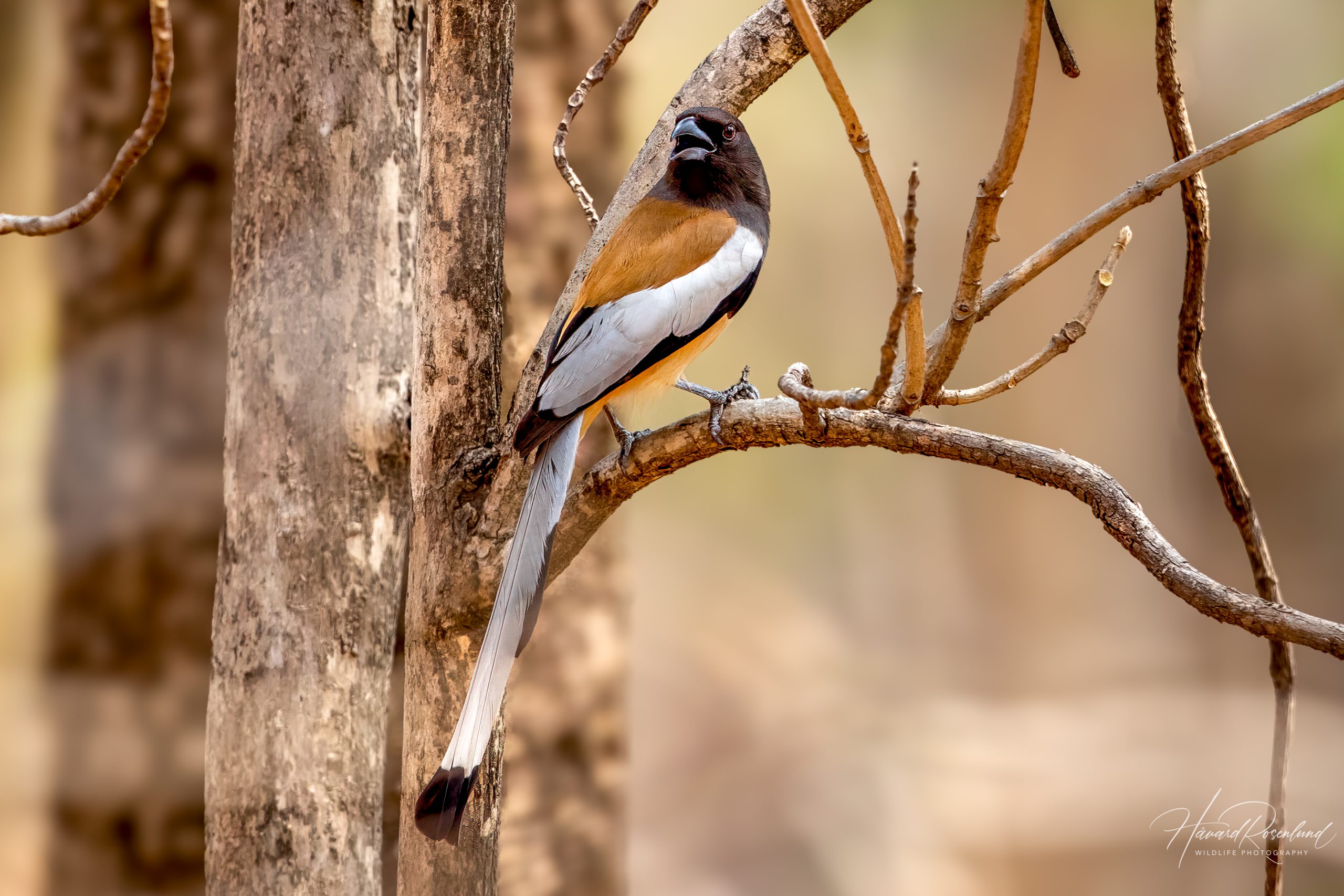 Okerskjære (Dendrocitta vagabunda) @ Pench National Park, India. Foto: Håvard Rosenlund