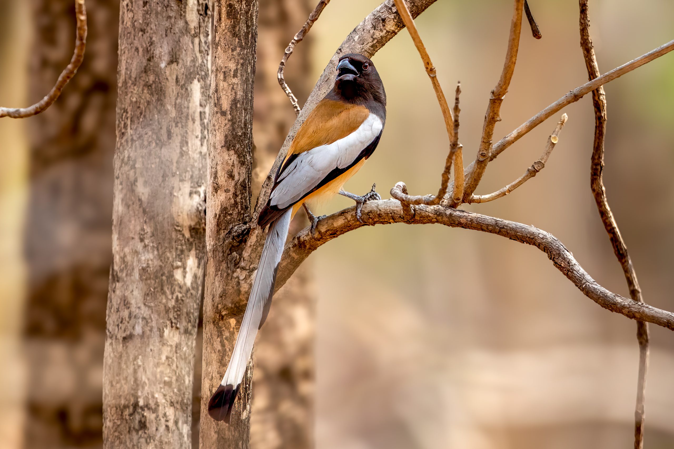 Rufous Treepie (Dendrocitta vagabunda) @ Pench National Park, India. Photo: Håvard Rosenlund