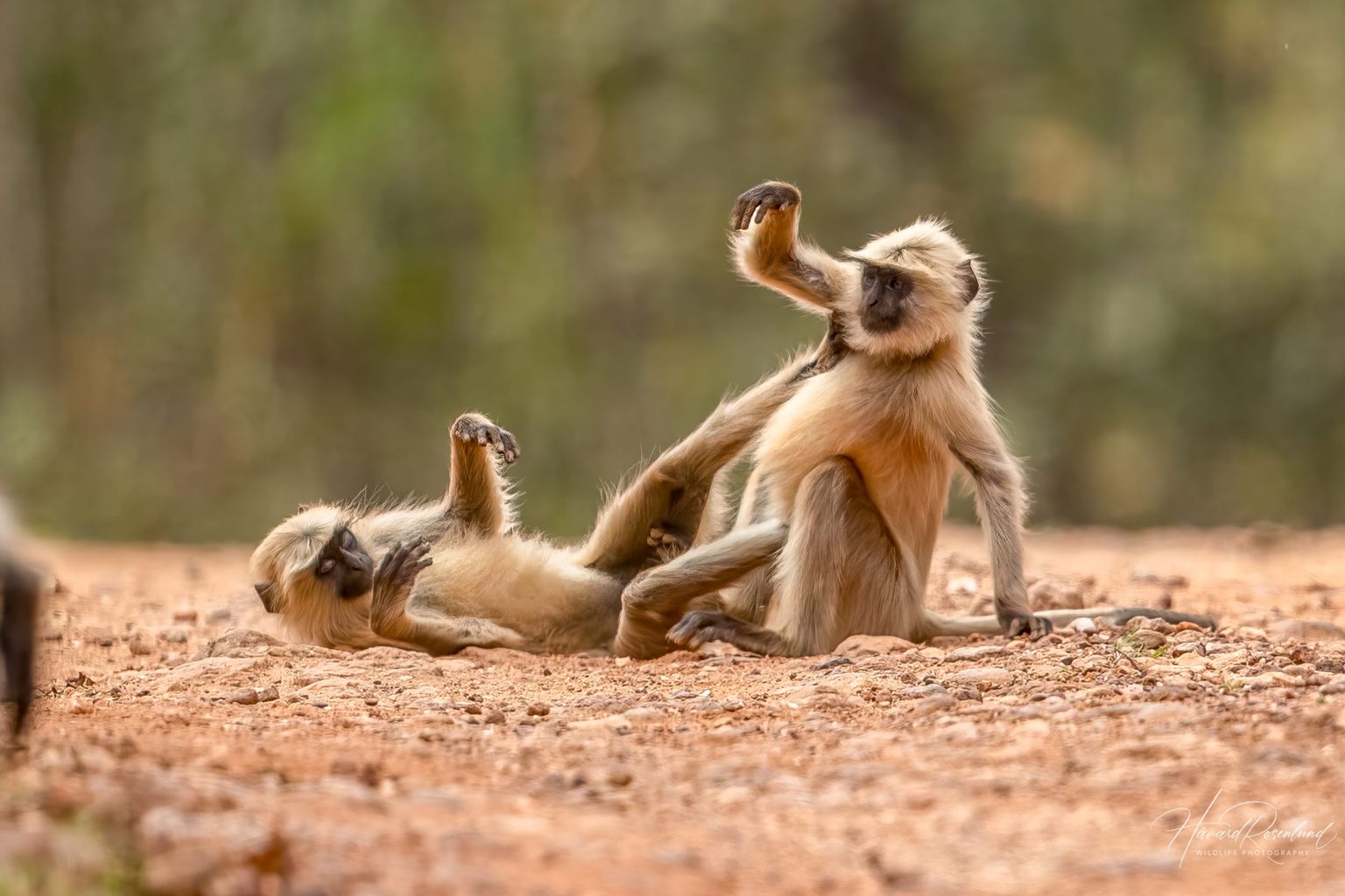 Northern Plains Grey Langur (Semnopithecus entellus) @ Kanha National Park, India. Photo: Håvard Rosenlund