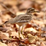 Indian Thick-knee (Burhinus indicus) @ Kanha National Park, India. Photo: Håvard Rosenlund