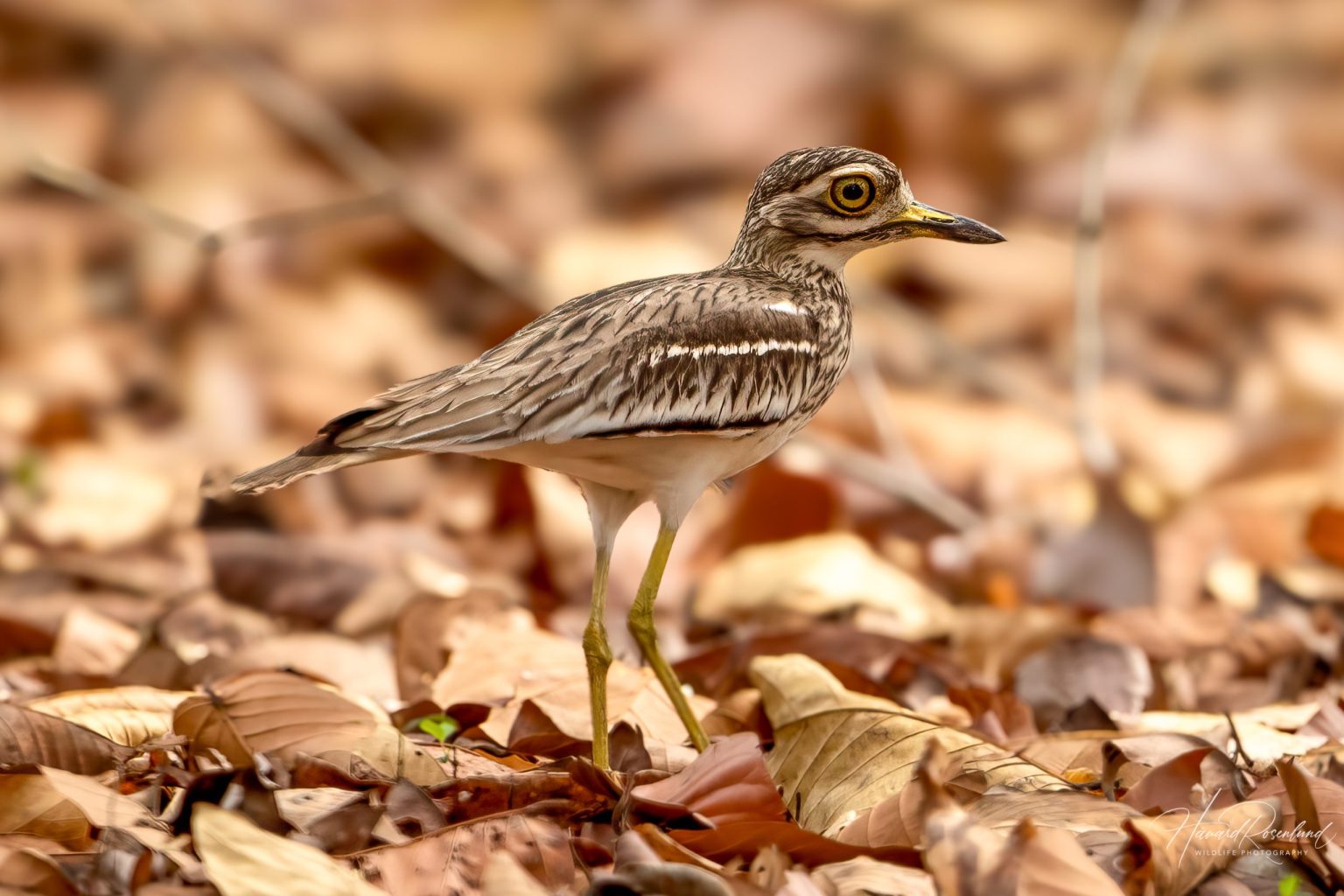 Bengaltriel (Burhinus indicus) @ Kanha National Park, India. Foto: Håvard Rosenlund
