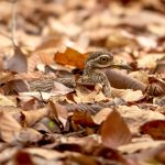 Indian Thick-knee (Burhinus indicus) @ Kanha National Park, India. Photo: Håvard Rosenlund