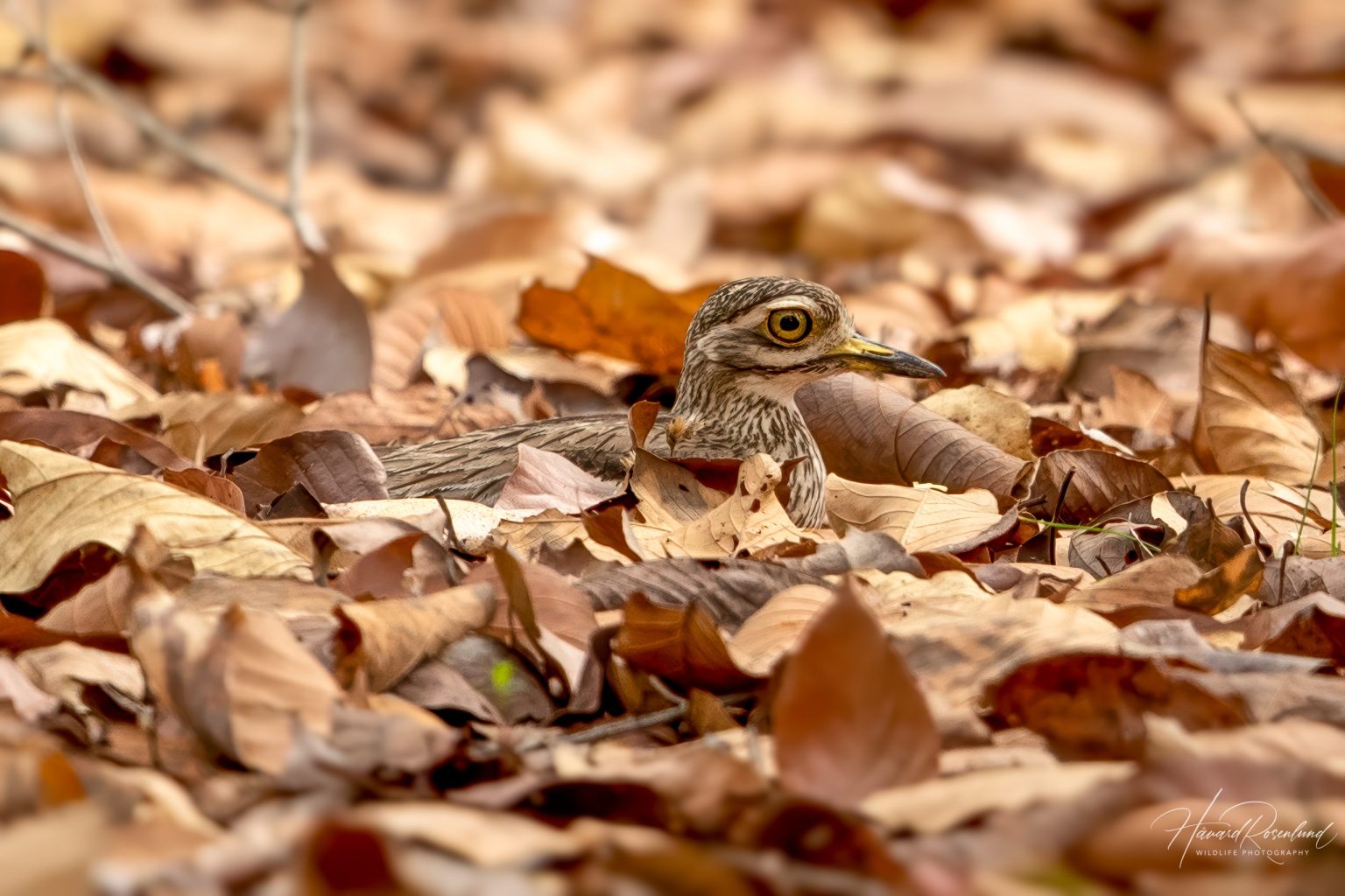 Indian Thick-knee (Burhinus indicus) @ Kanha National Park, India. Photo: Håvard Rosenlund