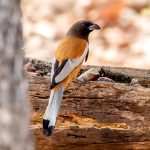 Rufous Treepie (Dendrocitta vagabunda) @ Satpura National Park, India. Photo: Håvard Rosenlund