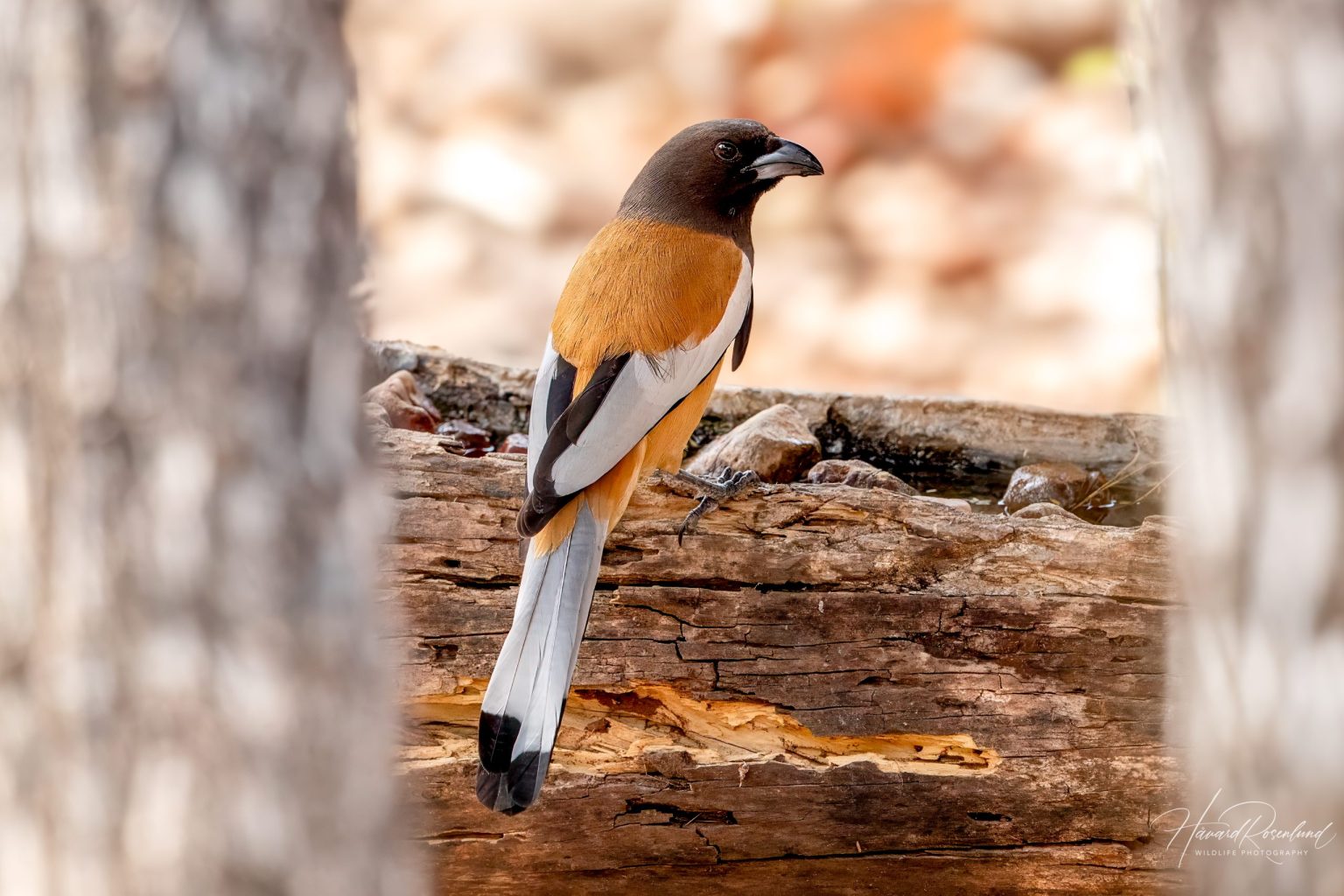 Okerskjære (Dendrocitta vagabunda) @ Satpura National Park, India. Foto: Håvard Rosenlund