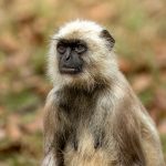 Northern Plains Grey Langur (Semnopithecus entellus) @ Kanha National Park, India. Photo: Håvard Rosenlund